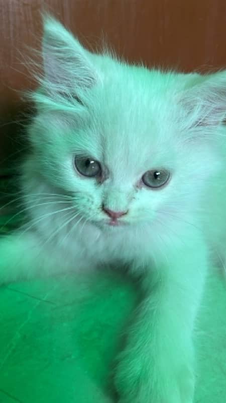 Persian Triiple coated|kittens&cats|Healthy& Active|female&male 1