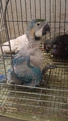 macaw Blue n Gold chick Karachi breed