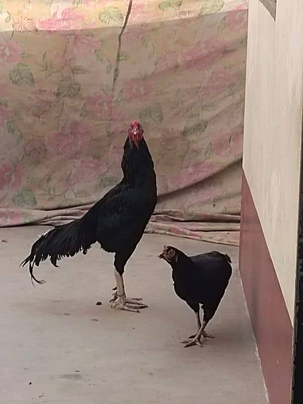 Black murgi and murga 4