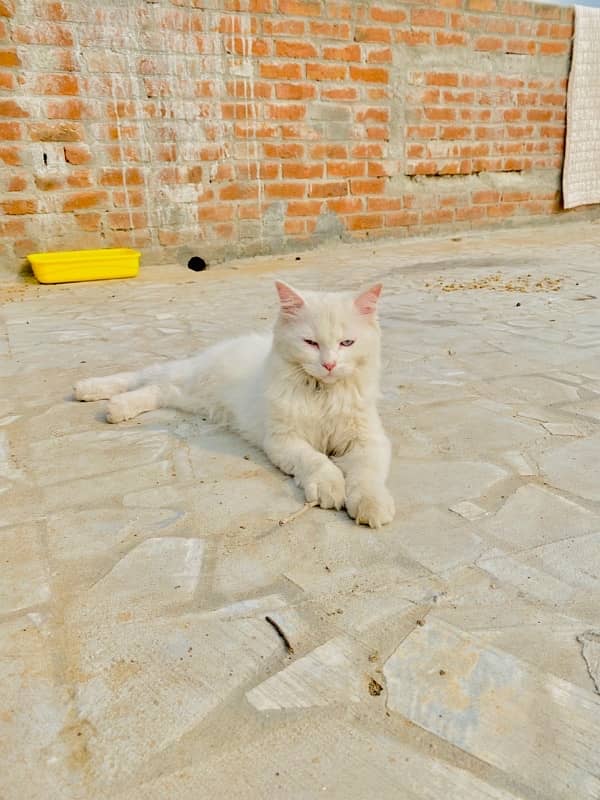 Persian Cat 1