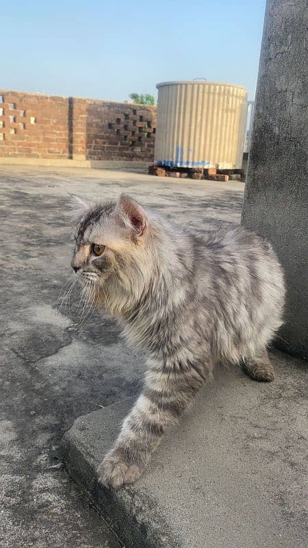 Male cat for sale 2