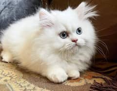 Persian cat vaccination clear for urgent sale 03484580261 0