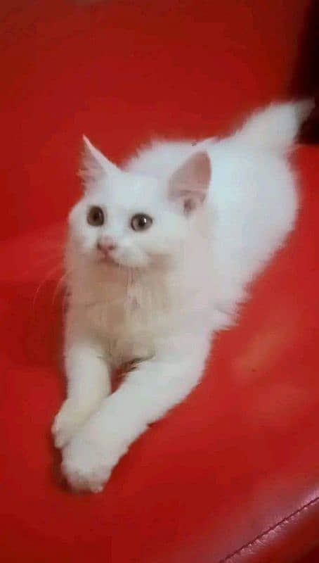 Persian cat vaccination clear for urgent sale 03484580261 1