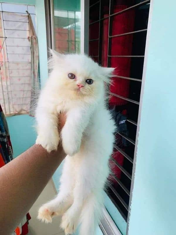 Persian cat vaccination clear for urgent sale 03484580261 3