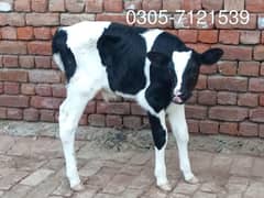 Australian Friesian male calf pure 100% impoted semon  Age 20 days