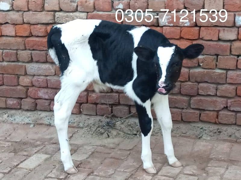 Australian Friesian male calf pure 100% impoted semon  Age 20 days 0