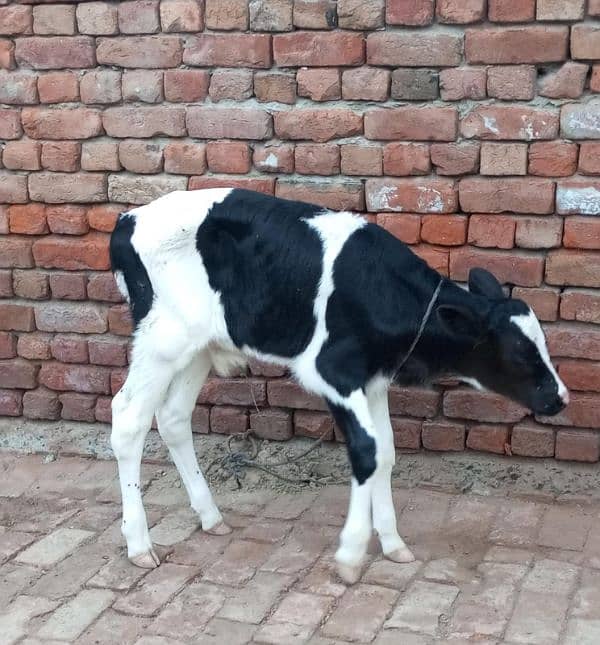 Australian Friesian male calf pure 100% impoted semon  Age 20 days 1