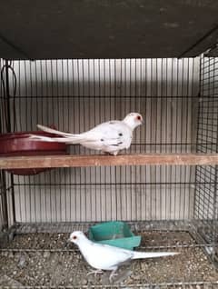 Diamond pied doves breeder pair