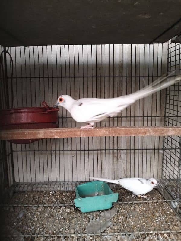 Diamond pied doves breeder pair 1