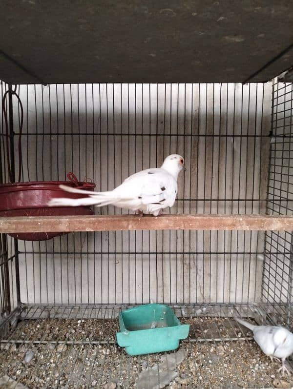 Diamond pied doves breeder pair 2