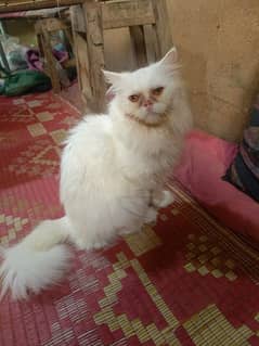 good punch white cat for sale