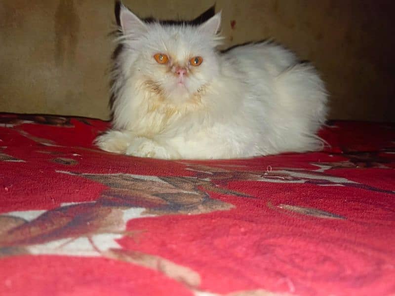 good punch white cat for sale 1