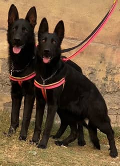 black German shepherd pair double coat age 7 month for sale