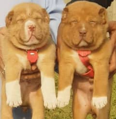 king alabai pair dog Male and female age 2month for sale