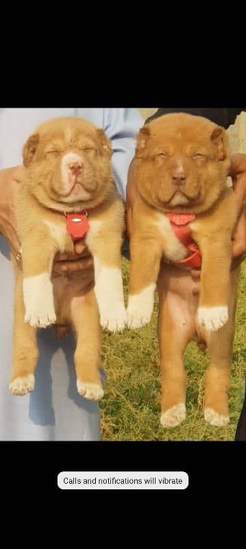 king alabai pair dog Male and female age 2month for sale 1