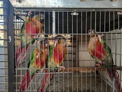 conure | pair | parrots | red factor | birds