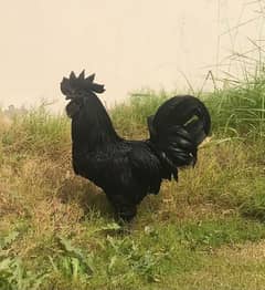 ayam cemani