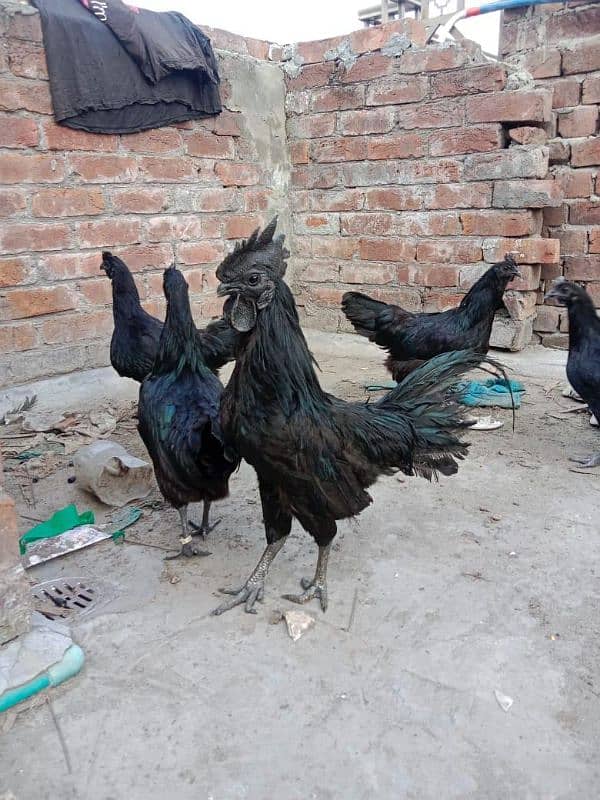 ayam cemani 2