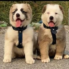 king alabai pair dog Male and female age 2month for sale 0