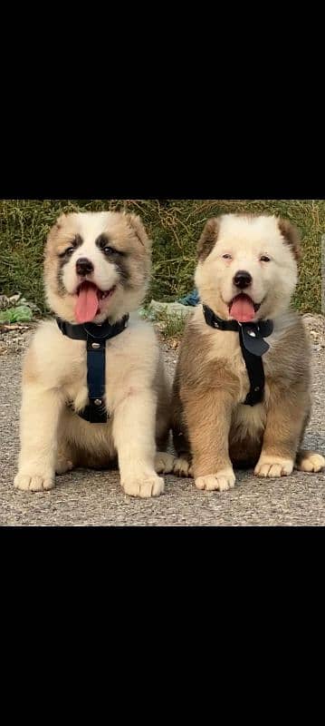 king alabai pair dog Male and female age 2month for sale 1