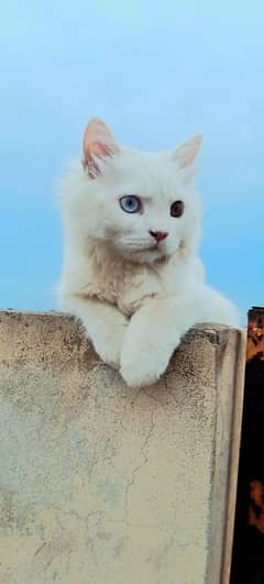 parshen cat