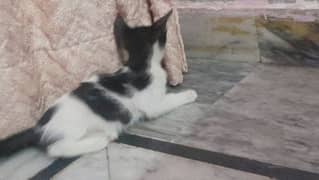 Car kittens for sale in lahore