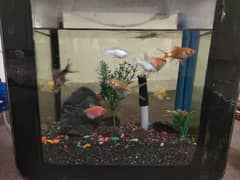 Fish Tank aquarium with fishes For Sale