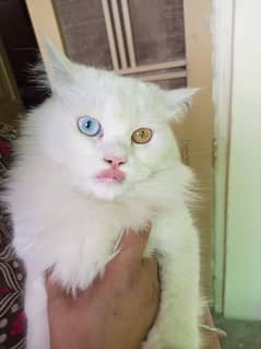 Persian male cat for mating