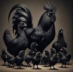 ayam cemani