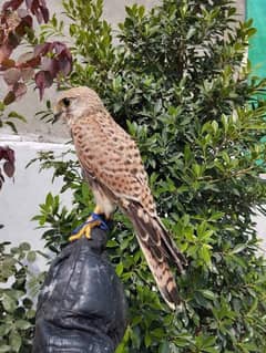 kestrels