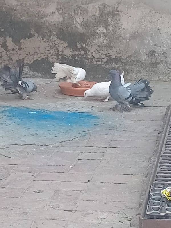 Pigeon With Pair 0