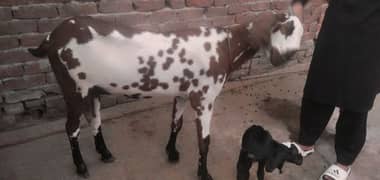 Sahiwal Betal Goat