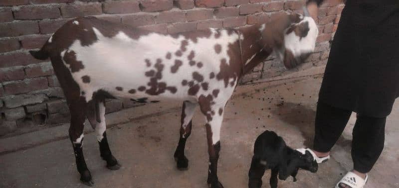 Sahiwal Betal Goat 0