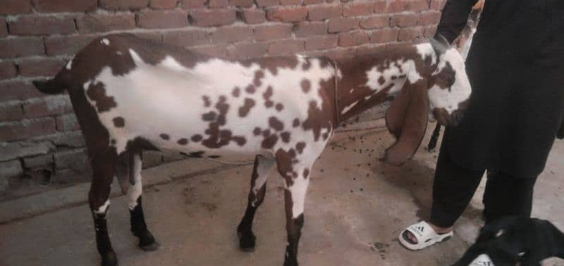 Sahiwal Betal Goat 2