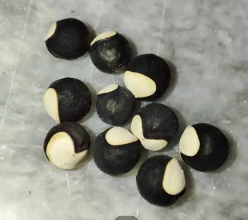 Ballon Vine Seeds 0