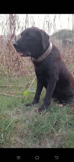 Labrador