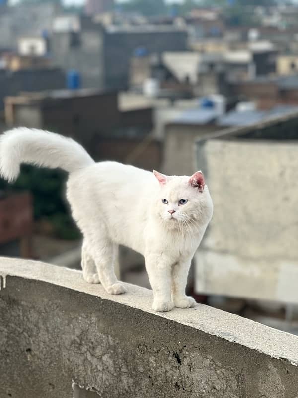 White Persian Adults Cat Pair Double Coated Beaitiful Face 2