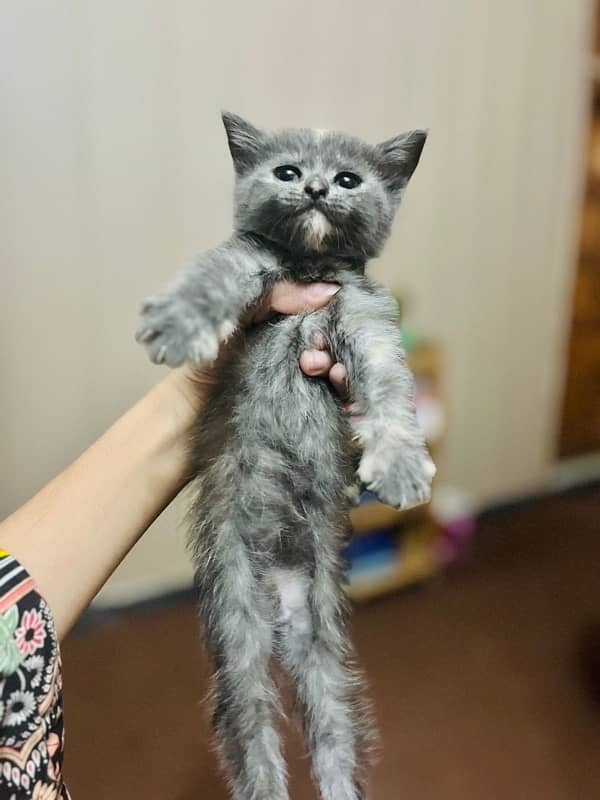 pure Persian female kitten 0