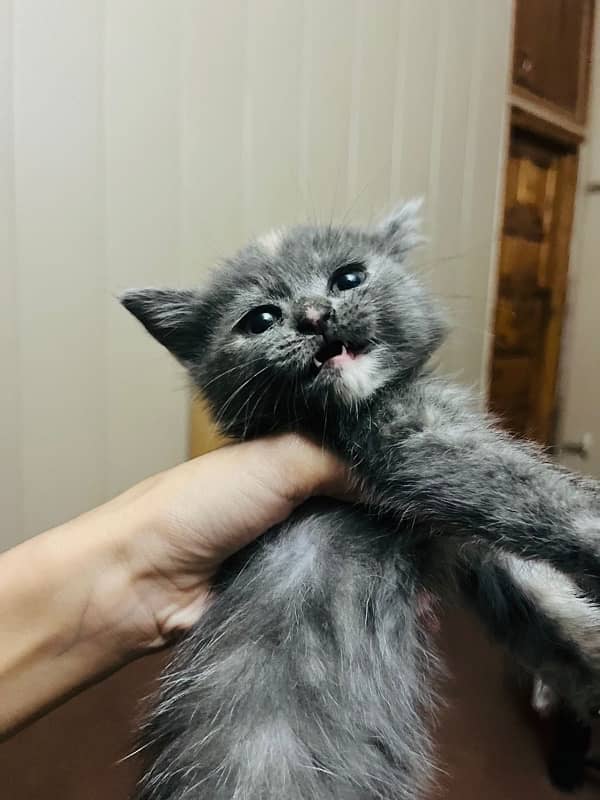 pure Persian female kitten 2