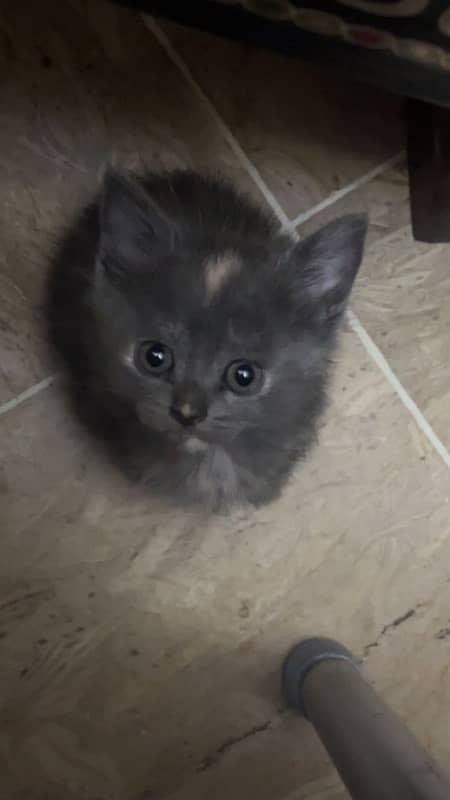 pure Persian female kitten 4