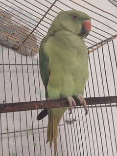 Green Parrot