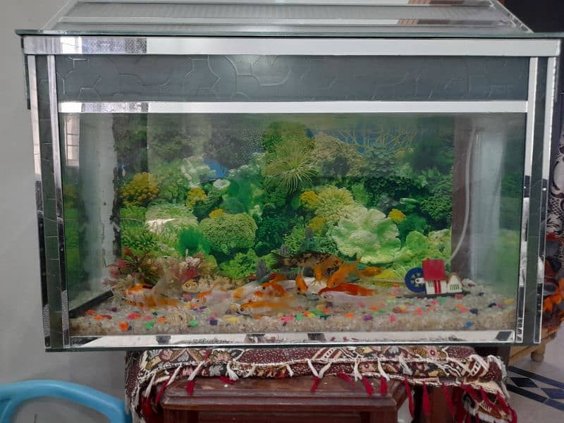 aquarium for sale 2