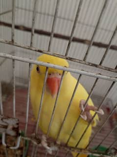 yellow parrot