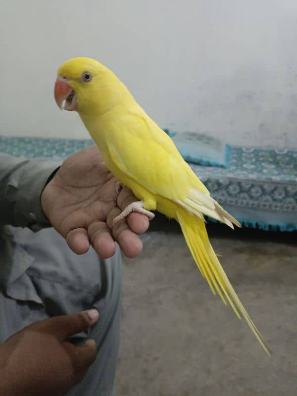 yellow parrot 1