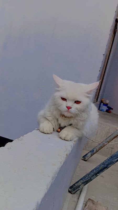 Persian cat 1