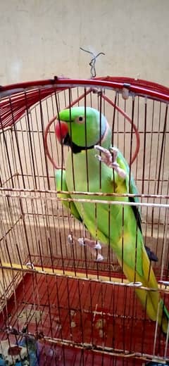 Green ringneck parrot for sell