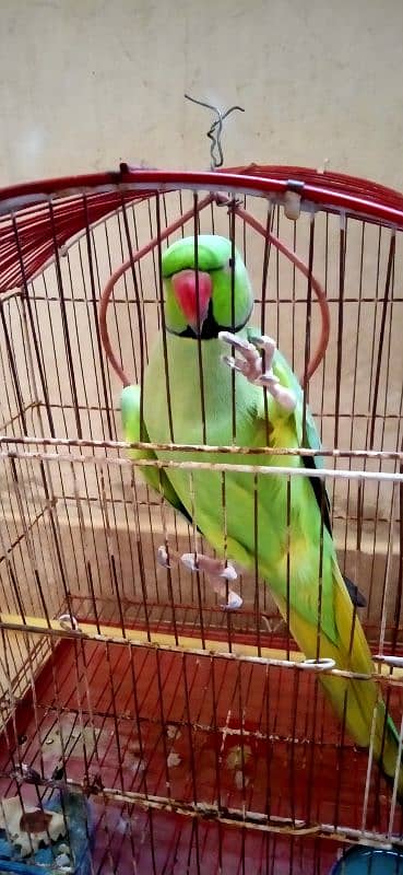 Green ringneck parrot for sell 1