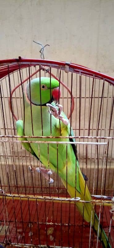 Green ringneck parrot for sell 2