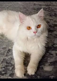 male Persian cat available for stud services/only mating not for sale