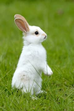 NewZeland white, California Rabbits breeds and bunnies